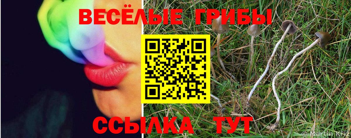 Каменка  Псилоцибиновые грибы Magic Shrooms  Вход с VPN  Галлюциногенные грибы прущие грибы 